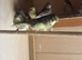 Gloster canaries for sale