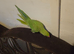 Indian Ringneck With Cage