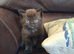 Persian Cross Kittens for Sale