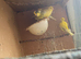 4 Fife canaries for sale