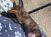 Belgian Shepard puppy
