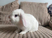 Mini lop Male Rabbit