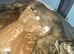2 bengal cross boys