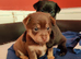 Pomeranian & Dachshund Mix