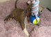 Quality pocket bullys looking for forever homes.