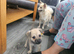 Miniature pincher x pomeranian puppy's
