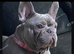 Frenchyxbully