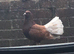 Fantail