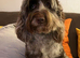 Beautiful Chocolate Merle Labradoodle