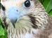 Male gyr-saker