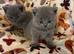 British blue short haired kittens ready 4/10/26