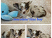 Long haired Choc & Choc Merle pups, Russian dad...