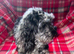 Merle cockapoo female