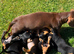 Miniature 3/4 Dachshund 1/4 miniature Jack Russell. Puppies