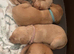 Gorgeous fox red and yellow Labrador puppies