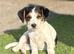 Traditional short-legged Jack Russell puppies.