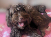 Rare chocolate cavapoos