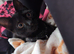 3 beautiful kittens