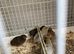 Young Chinese painted quail £10 each