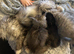 Ragdoll x Siberian kittens Ready Now