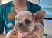 French bulldog pups (kc reg )