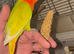 DNA sex Male Dilute fisher lovebird