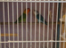 Lovebird pair