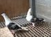 AFGHAN PIGEONS