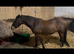 Project pony Jimmy