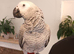8 months African grey + cage