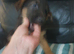 German shepherd puppies 8 weeks 12/09/2026