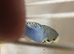 Canarys  goldfinch  budgies  stoke