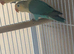 2 baby lovebirds