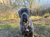 Stunning Cane Corso x Pocket Bully Puppies &ndash; Rare & Powerful Mix