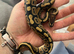 Baby ball python