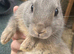 Two stunning mini Rex buck