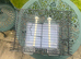 Canary sing cage