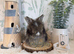 English Angora Babies - Ready Now