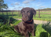 Beautiful Labrador puppies chocolate and yellow