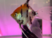7 Red Devil Angelfish - Stunning Colours