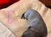 Blue & Brindle Whippet Pups