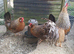 Cream legbar breeding group