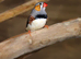 Zebra Finches for sale,2