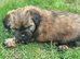 Shih tzu Puppies ready to change home.