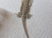 Baby hypo trans bearded dragons