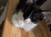 Part maine coon kittens