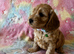 Beautiful Cockapoo puppies (Only little boy left)