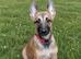 Quality Malinois puppies