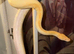 Lovely huge Friendly female phantom enchi yb albino ball python