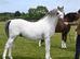 Much Loved 13.2hh Gelding for sale